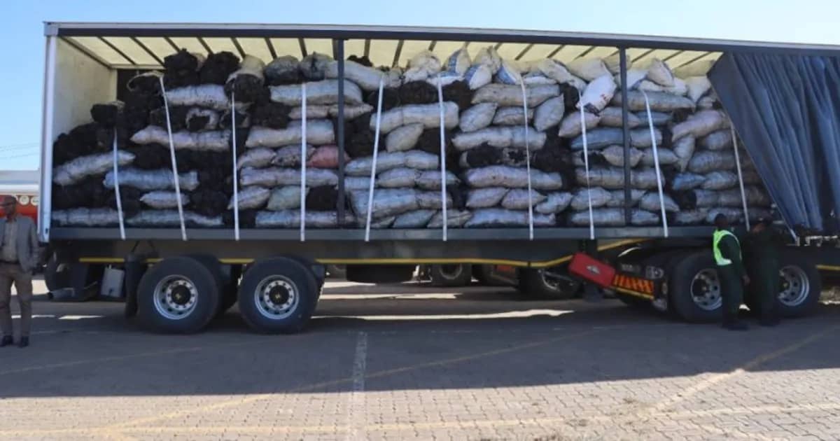 Autoridades de Moçambique apreendem 30 toneladas de carvão vegetal traficado para África do Sul
