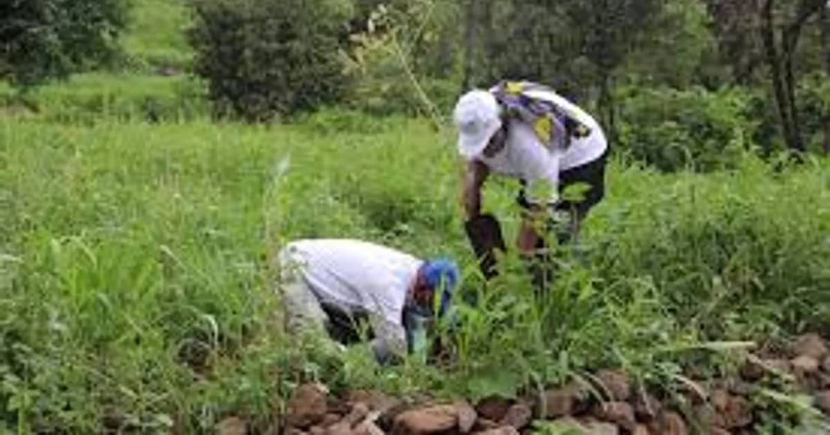 Cabo Verde aprova acordo com FIDA de 3,36 milhões de euros para reforçar sistemas agrícola