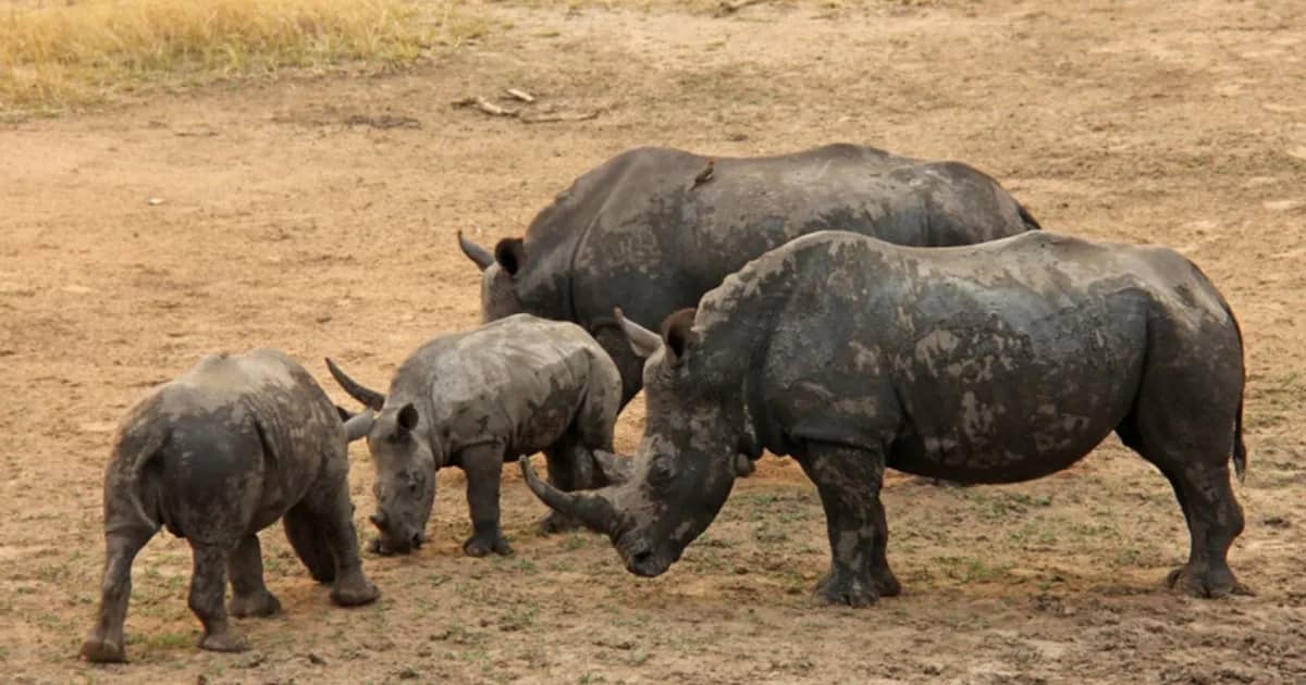 Parque moçambicano de Zinave recebe mais 10 rinocerontes