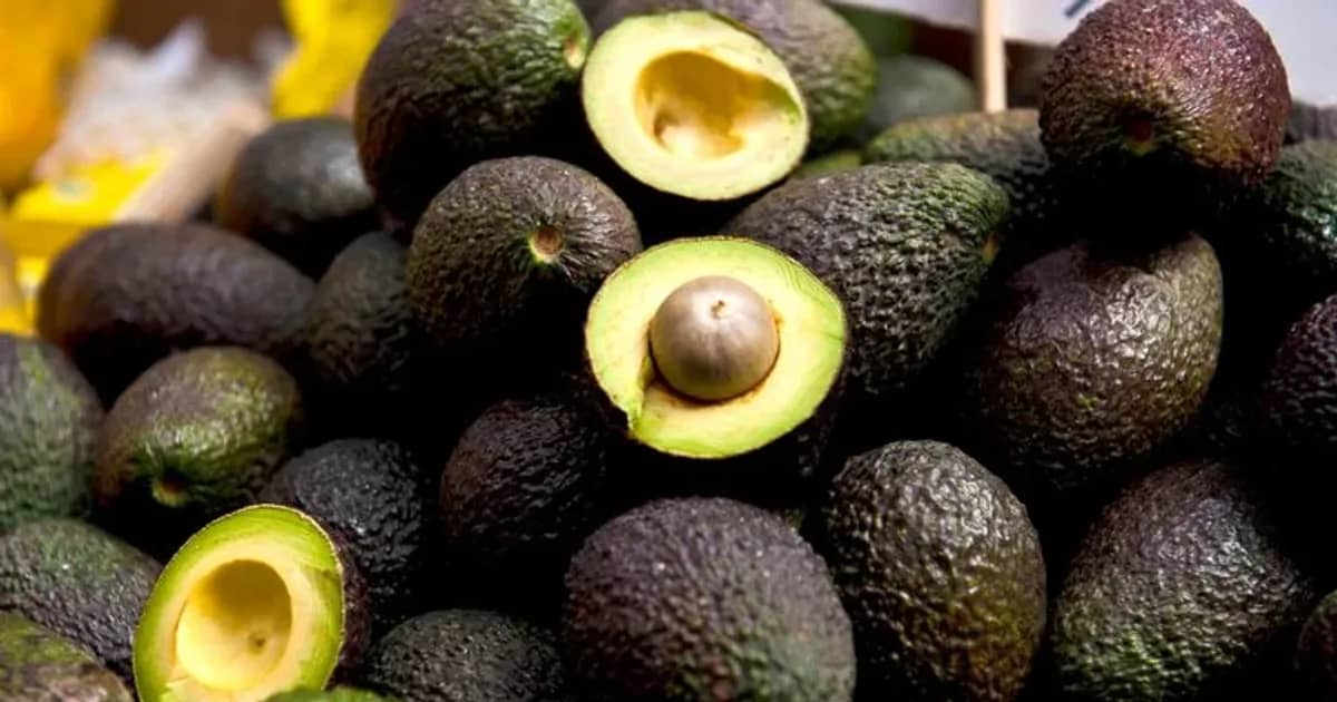 Holanda usará Corredor do Lobito para exportar abacate