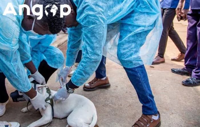 Camacupa prevê vacinar sete mil animais de estimação contra raiva
