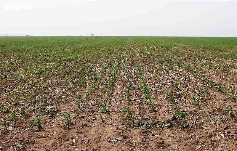 Ministro da Agricultura defende maior aposta na produção nacional