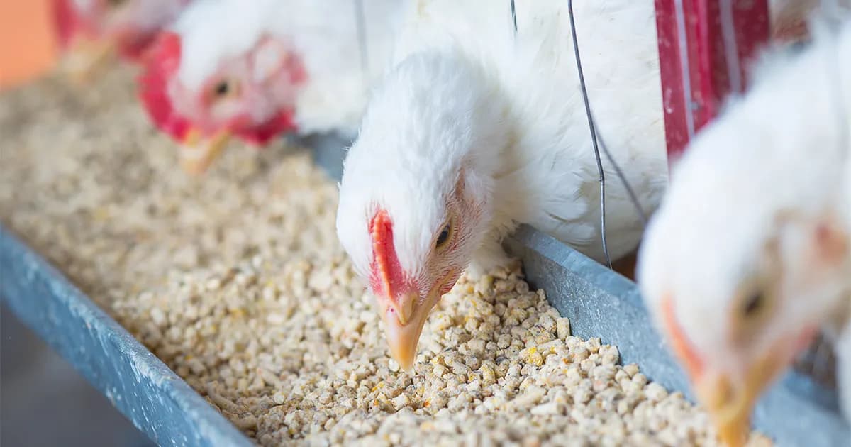 Custo elevado da ração afeta avicultura na Huíla