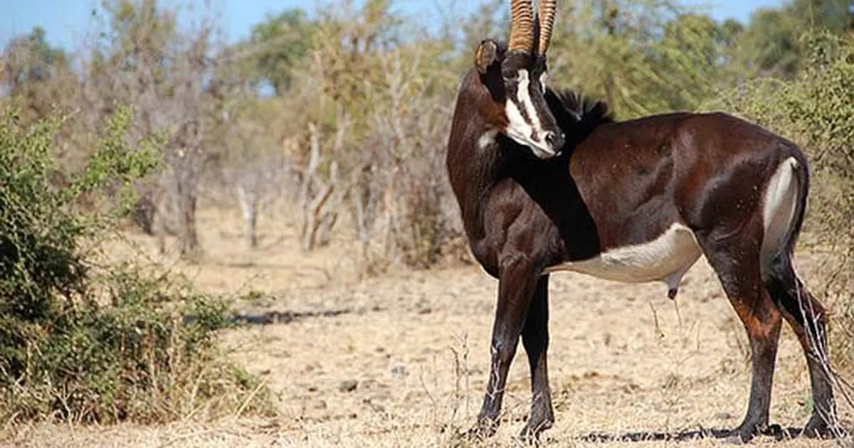 Fundação Kissama prepara futuros investigadores e gestores de projectos de conservação em Angola