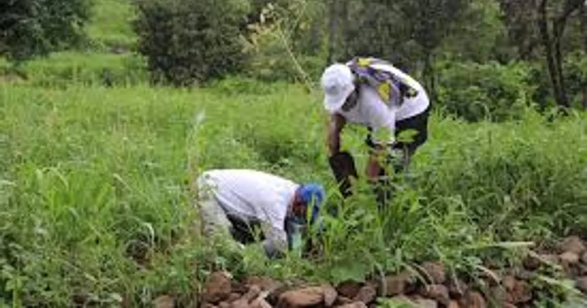 Cabo Verde aprova acordo com FIDA de 3,36 milhões de euros para reforçar sistemas agrícola