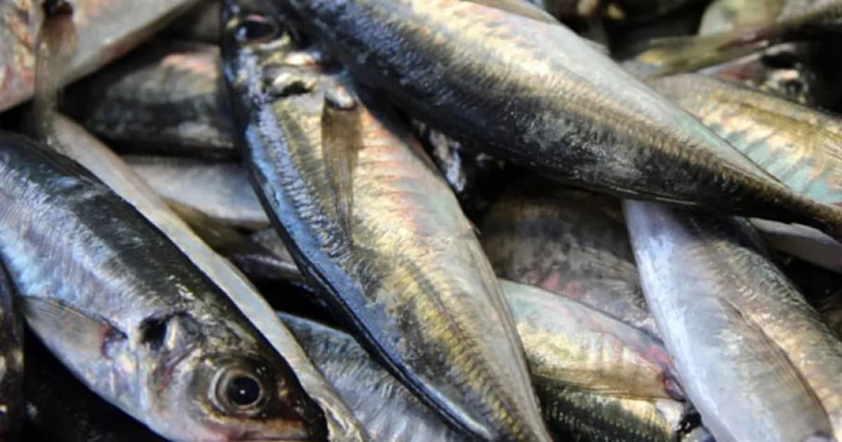 Pesca do carapau retoma em Setembro