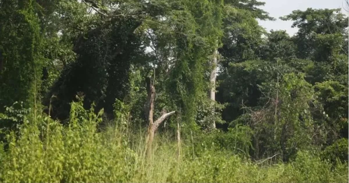 Academia de Sustentabilidade e Ambiente prepara I Fórum Internacional do Ambiente