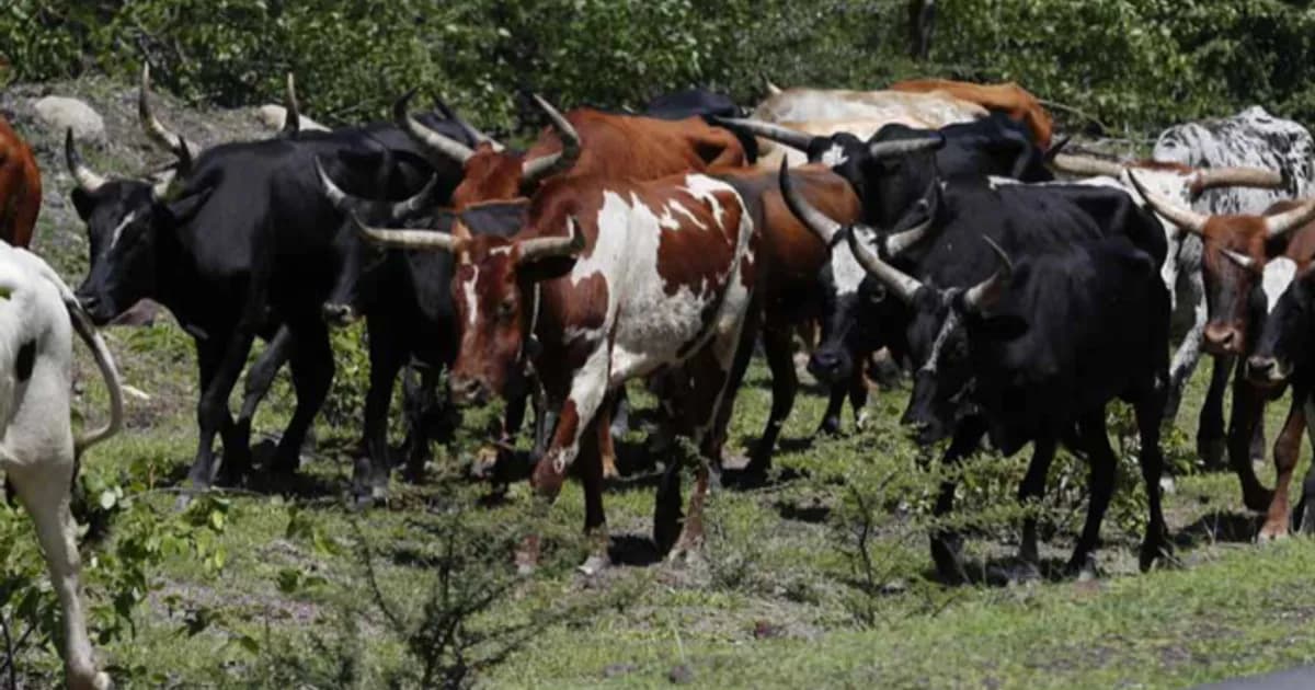 Operação “Ongombe” recupera 9 cabeças de gado na Chibia