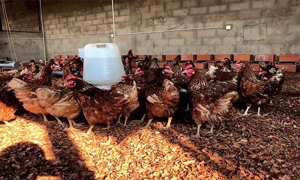 Frango produzido na Huíla atrai clientes nacionais e namibianos
