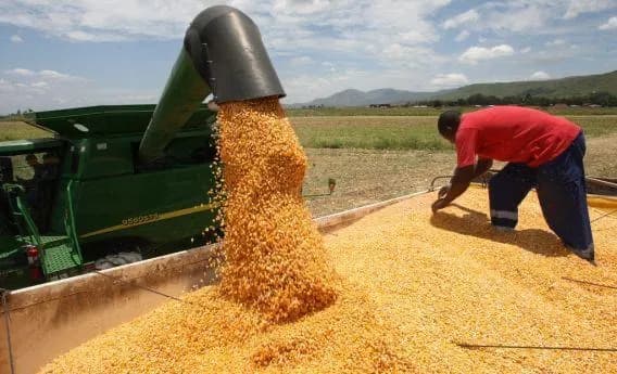 Executivo reforça incentivo à produção nacional de milho