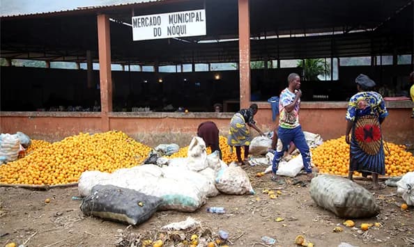 Produção de citrinos no Zaire dá sustento a várias famílias