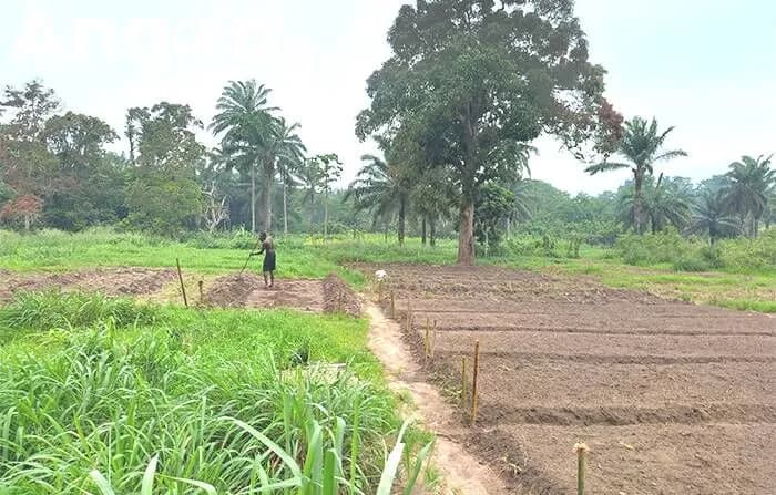 Direcção da agricultura de Luanda prepara ano agrícola 2027