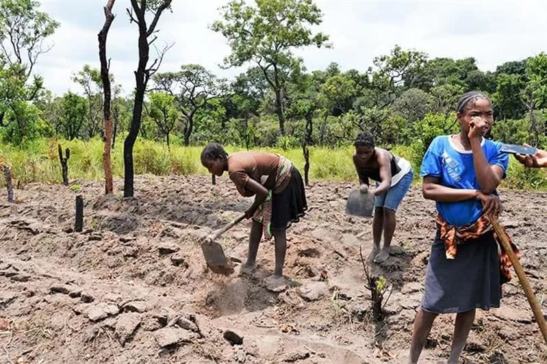 Seca ameaça safra em Sanza Pombo