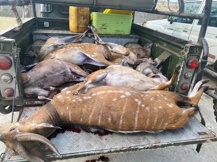 Presa caça furtiva na Quiçama