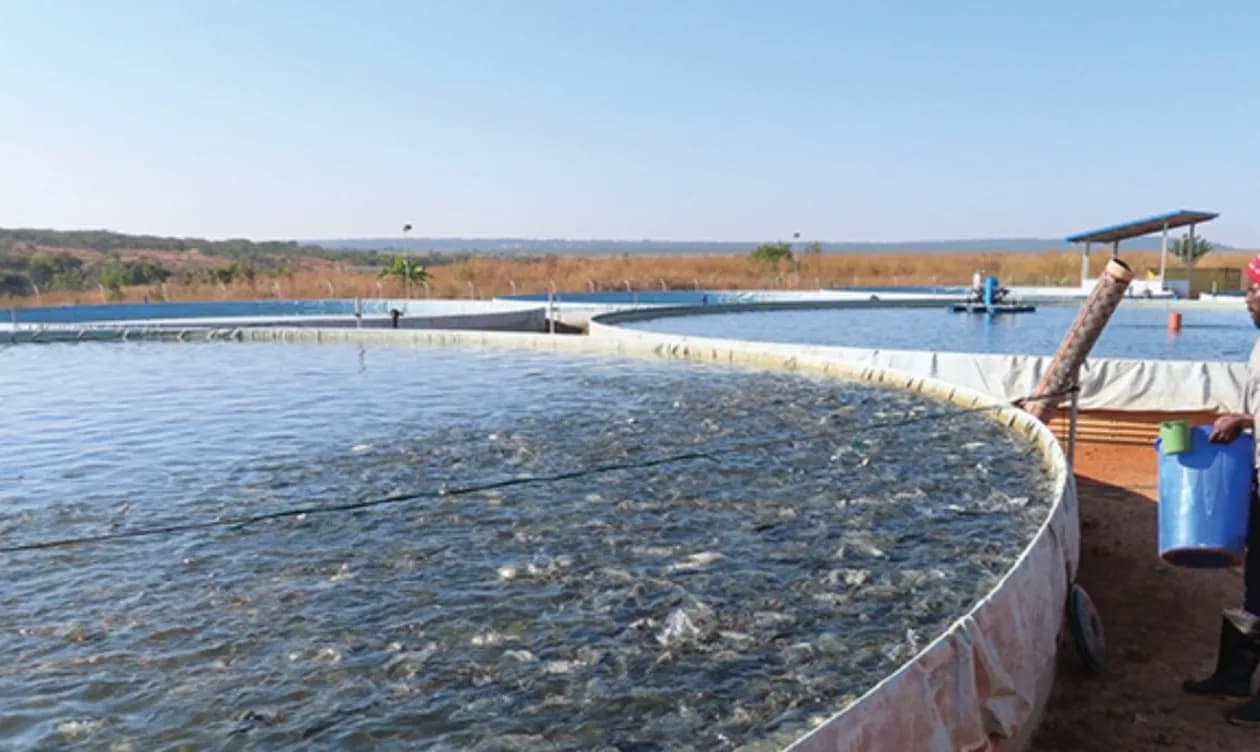 Ministra das Pescas aponta aquicultura como aposta para aumentar produção