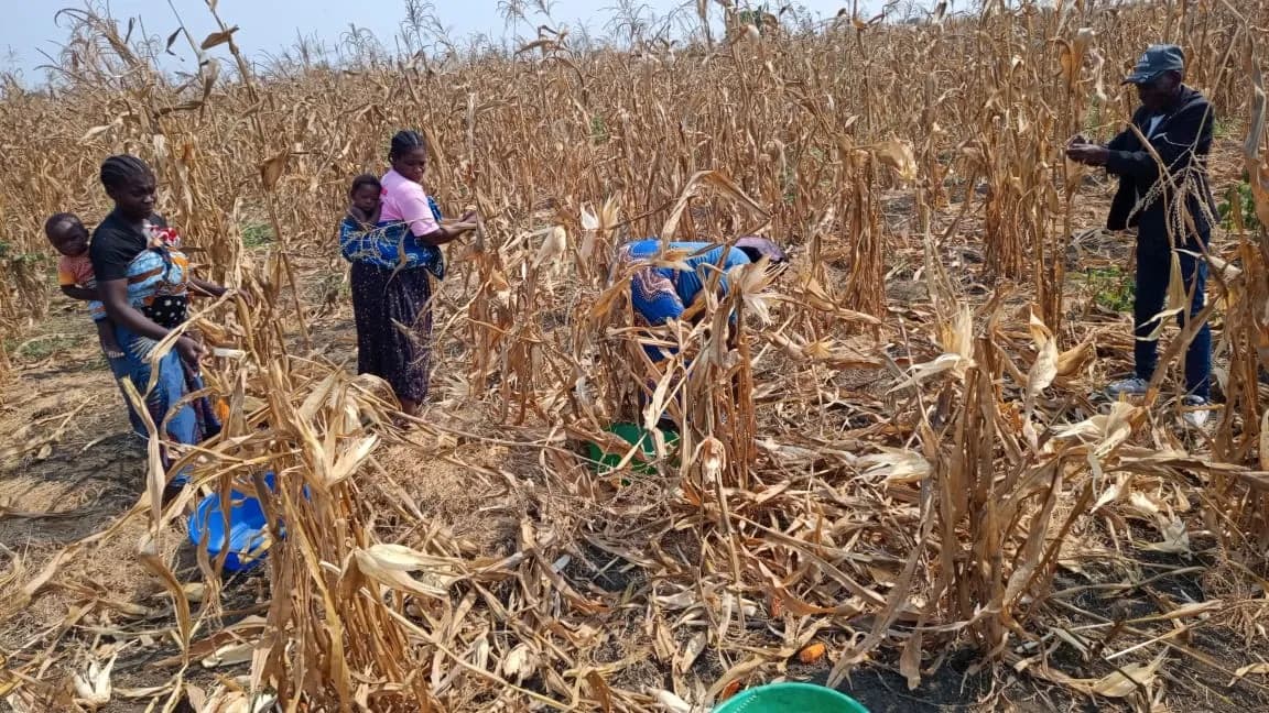 Produção de milho no Panguila supera marca de 100 mil toneladas