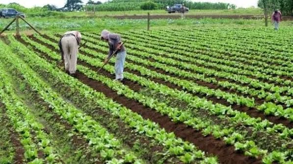 Agricultura domina prioridades do OGE 2027 no Cuanza-Norte