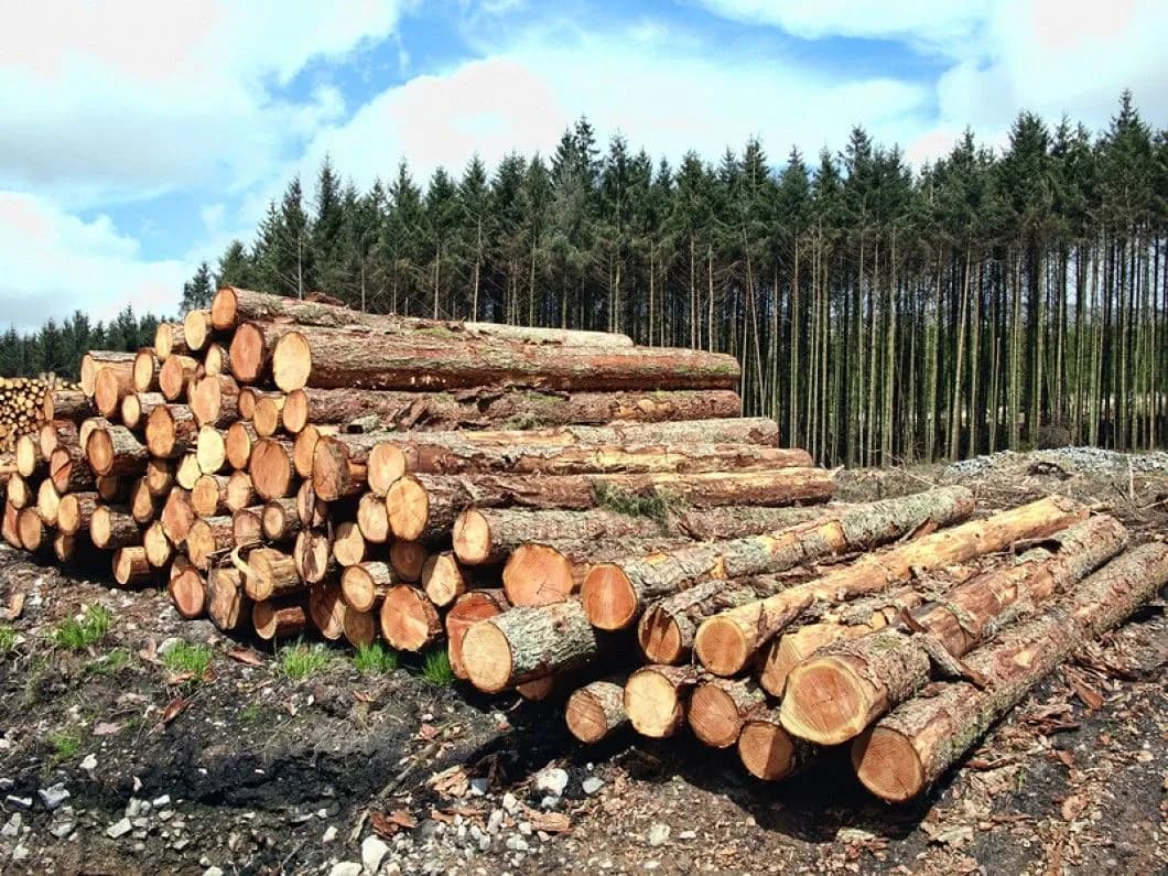 Madeira é o único recurso até ao momento explorado na Floresta do Maiombe