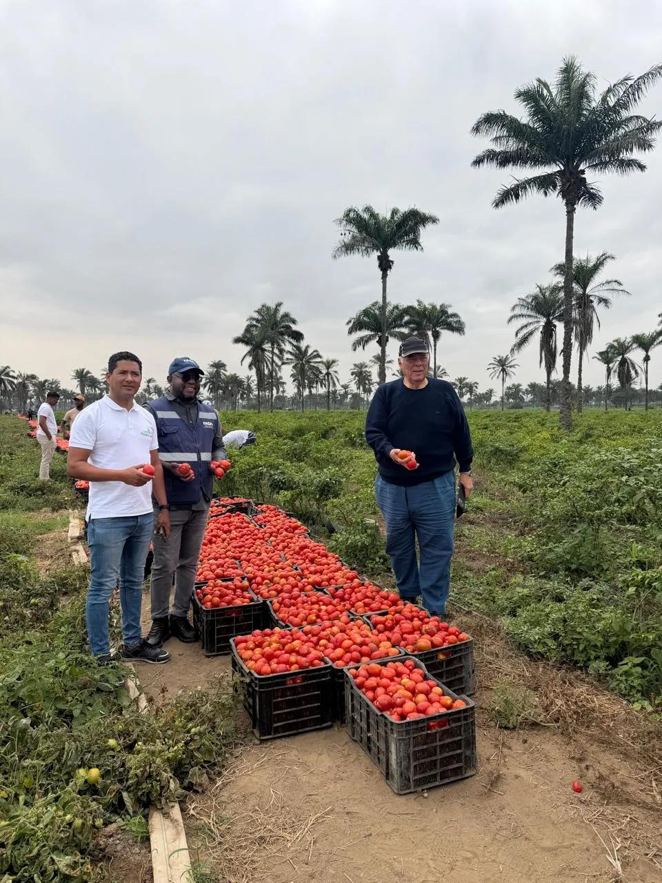 Produtores de tomate no Dombe Grande recebem mais de 600 milhões de kwanzas