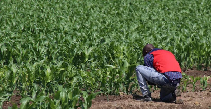 Acordo agrícola estratégico Angola e Brasil