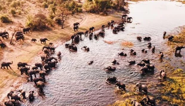 OKavango: Maior presença de animais na região KAZA atrai turistas