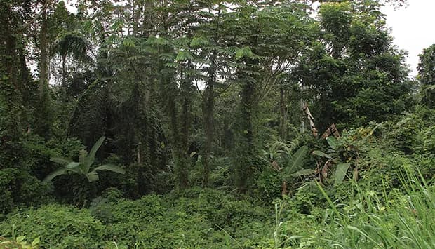 Madeira é o único recurso explorado no Maiombe