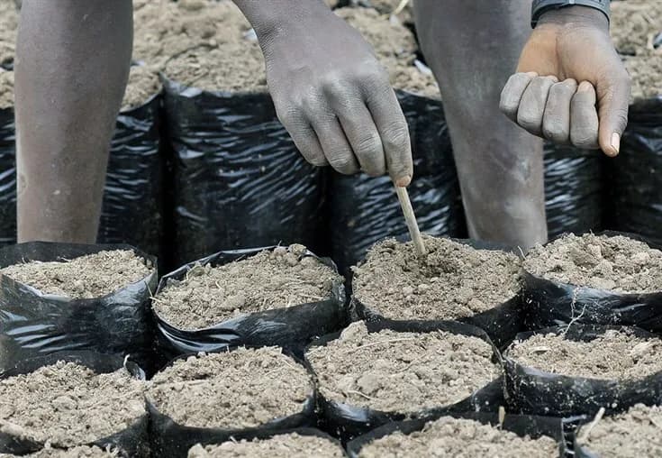 Aumento dos fertilizantes agrava agricultura