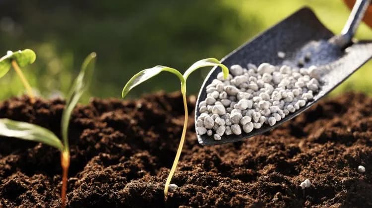 Fertilizantes elevam custos da agropecuária